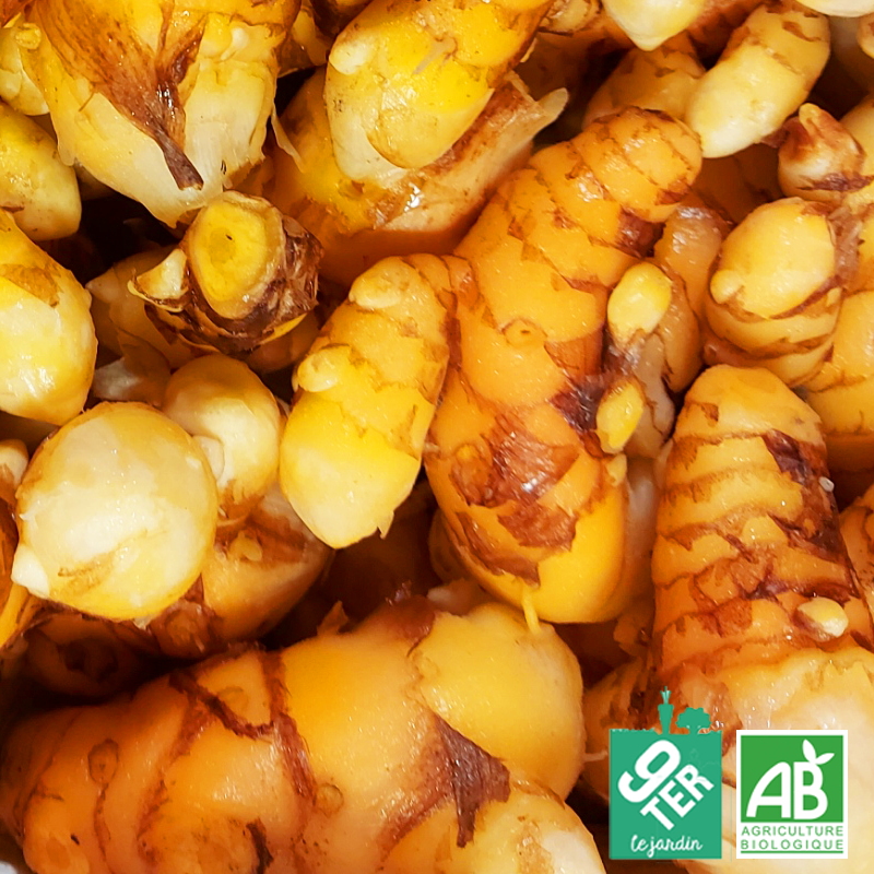 Curcuma frais (60g)