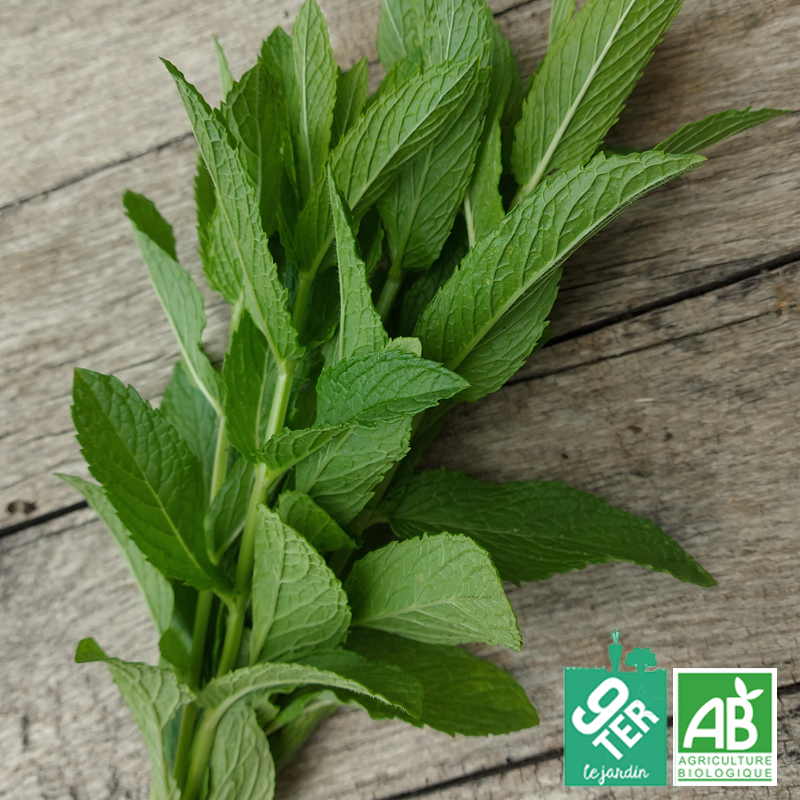 Menthe (botte)