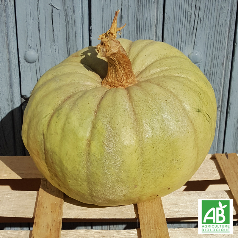 Courge Bleue de Hongrie (pièce)