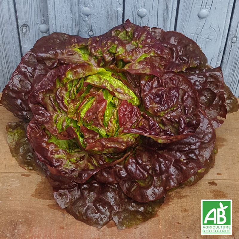 Salade Laitue Rouge