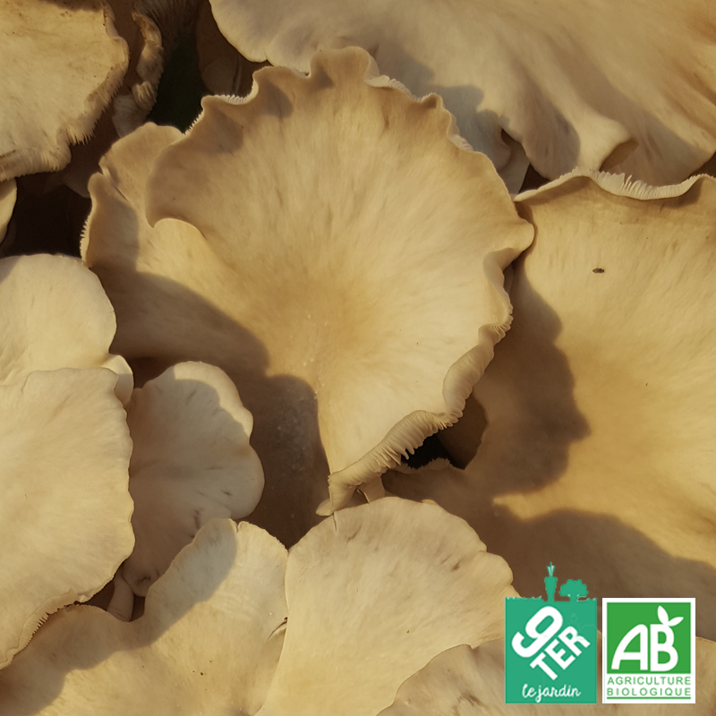 Champignon Pleurote (200gr)