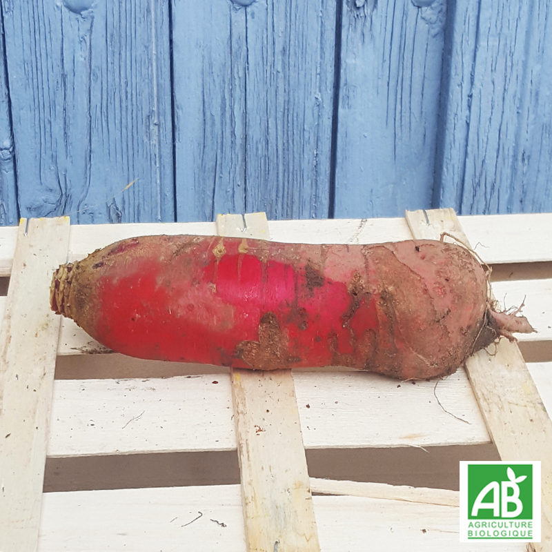 Radis rose de Chine (300g)