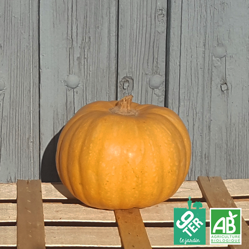 Courge Carat (pièce)