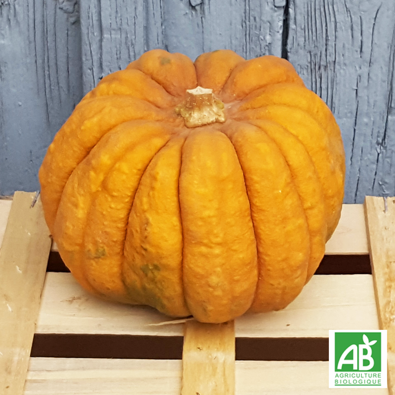 Courge Futsu Black (pièce)