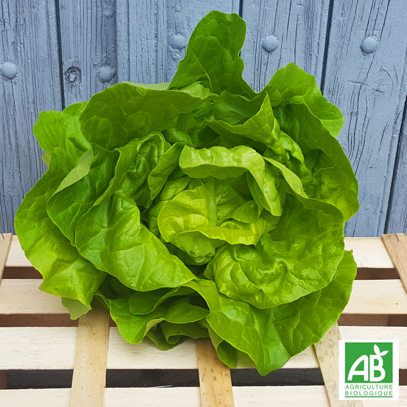 Salade Laitue pommée