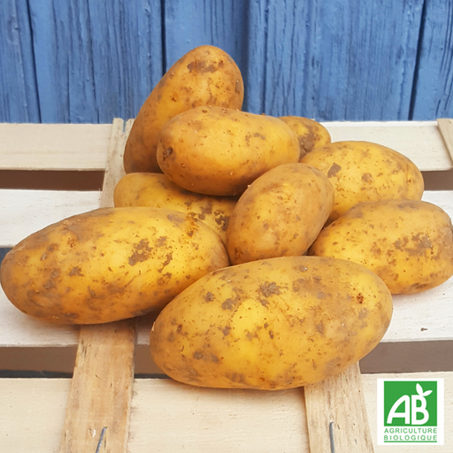 Pomme de terre - Etincelle (kg)