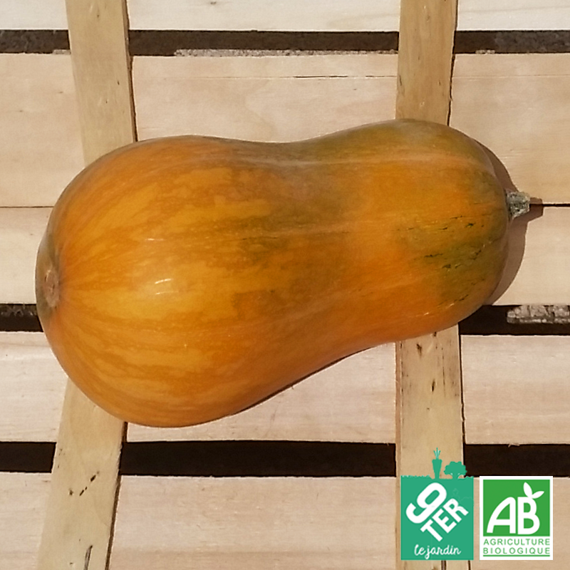 Courge Sucrine du Berry (pièce)