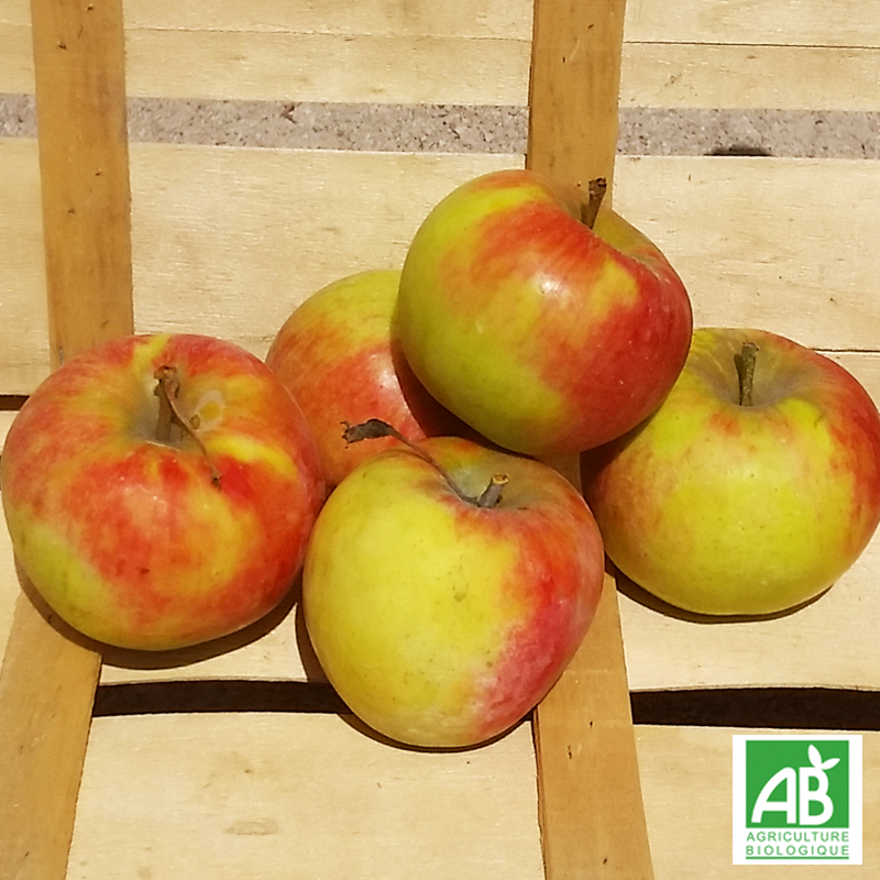 Pomme Daliclass (kg)