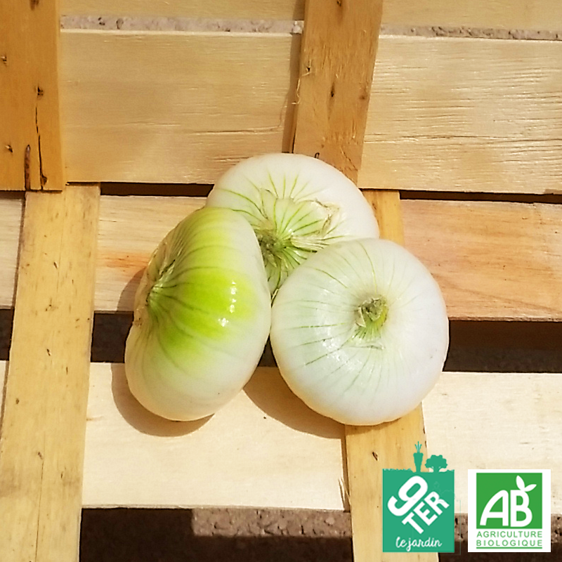 Oignon blanc frais (300g)