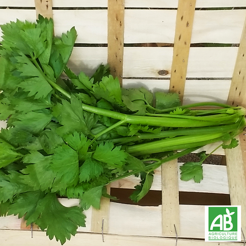 Céleri branche (botte)