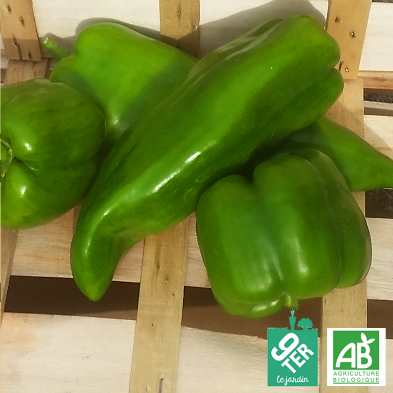Poivron vert (500g)