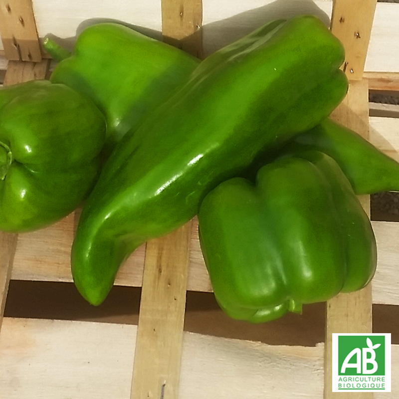 Poivron vert (500g)