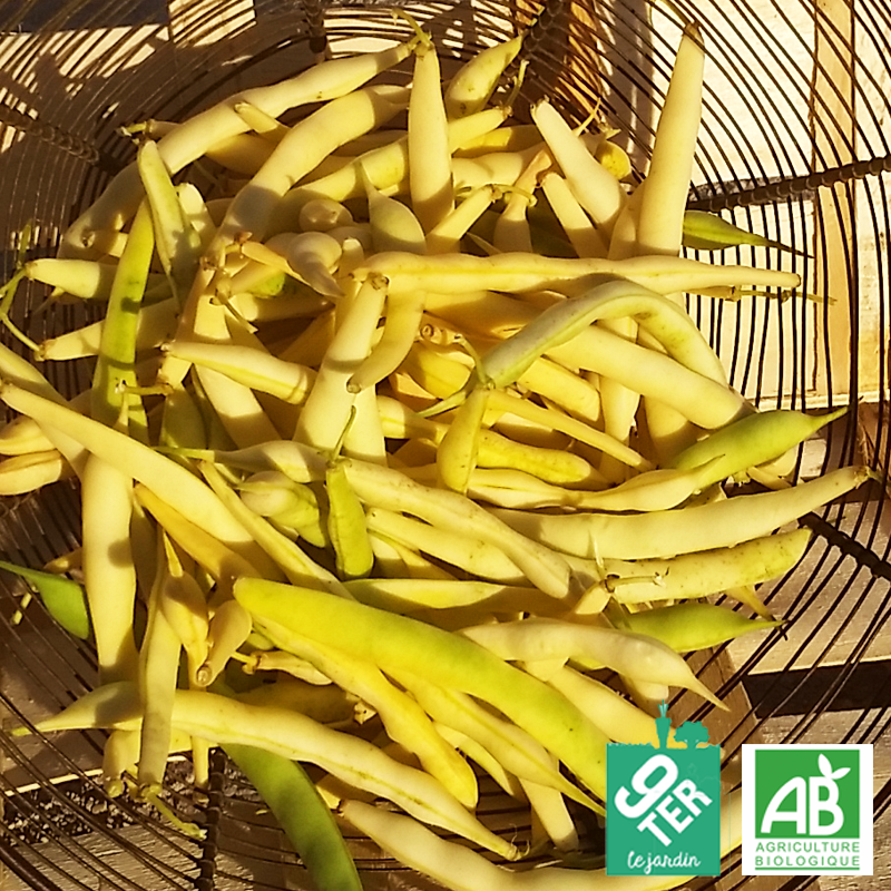 Haricot beurre (500g)