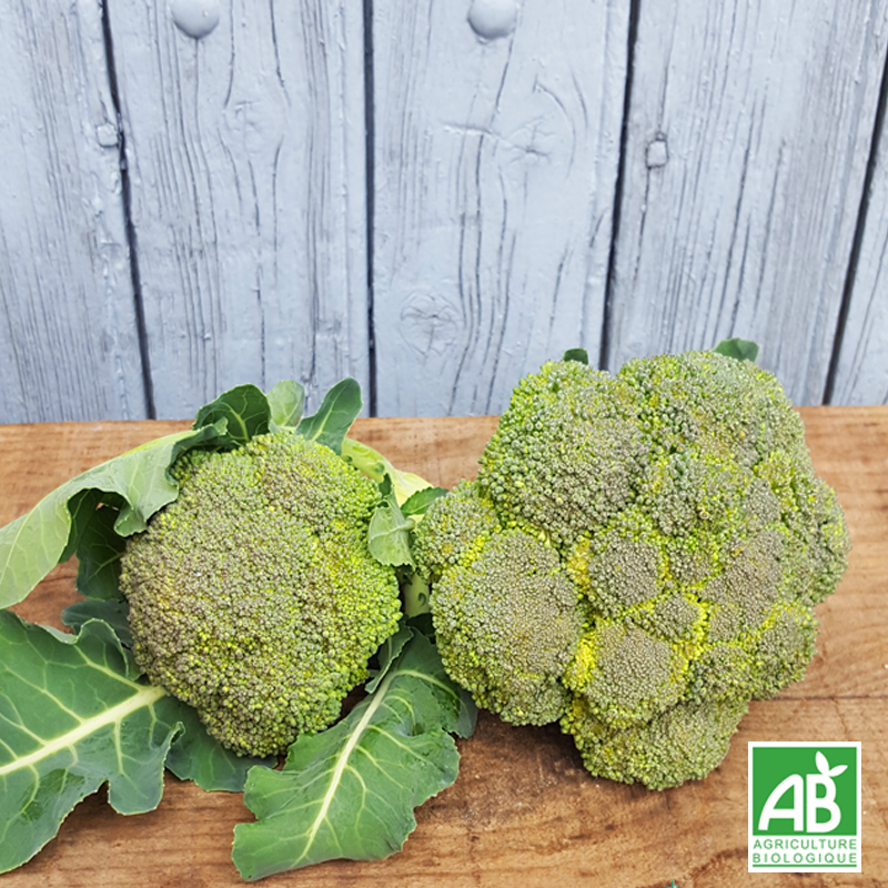 Chou Brocoli (600g)
