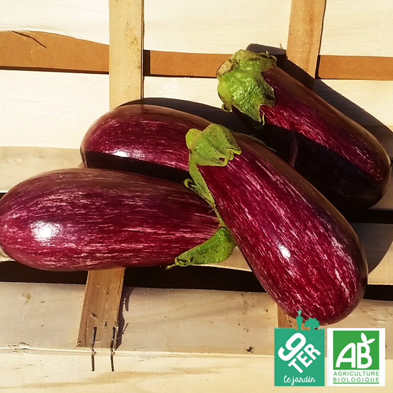 Aubergine tigrée (700g)