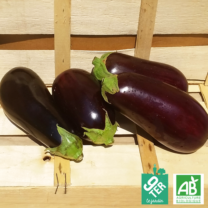 Aubergine violette (700g)