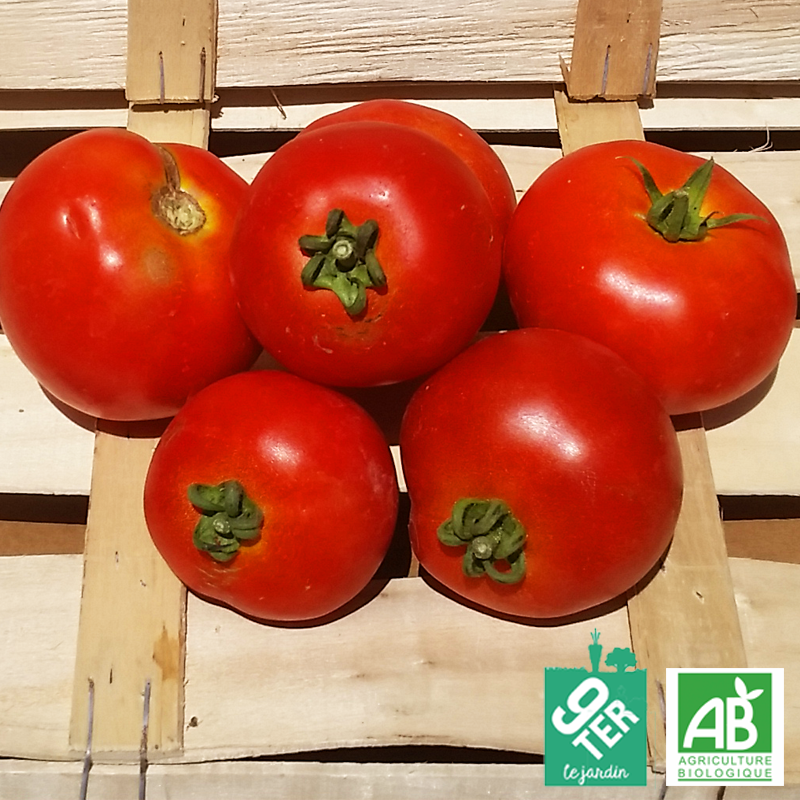 Tomate ronde (kg)