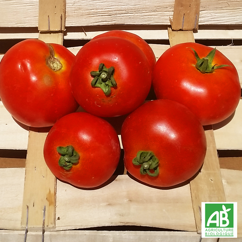 Tomate ronde (kg)