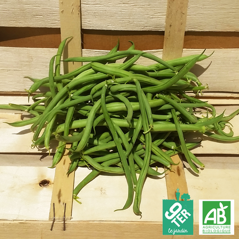 Haricot vert (500g)