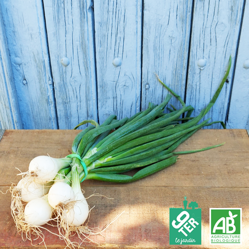 Oignon blanc en botte