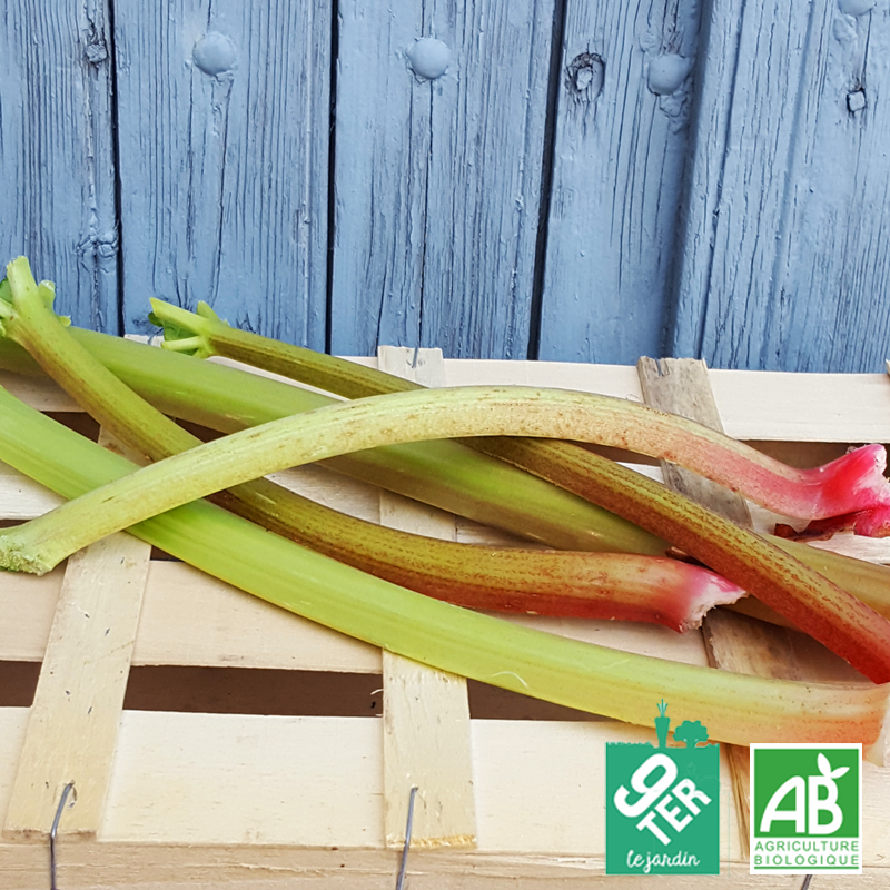 Rhubarbe (500g)