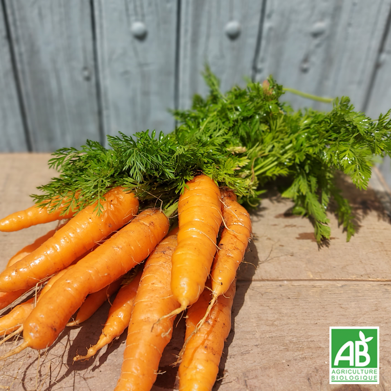 Carottes en botte