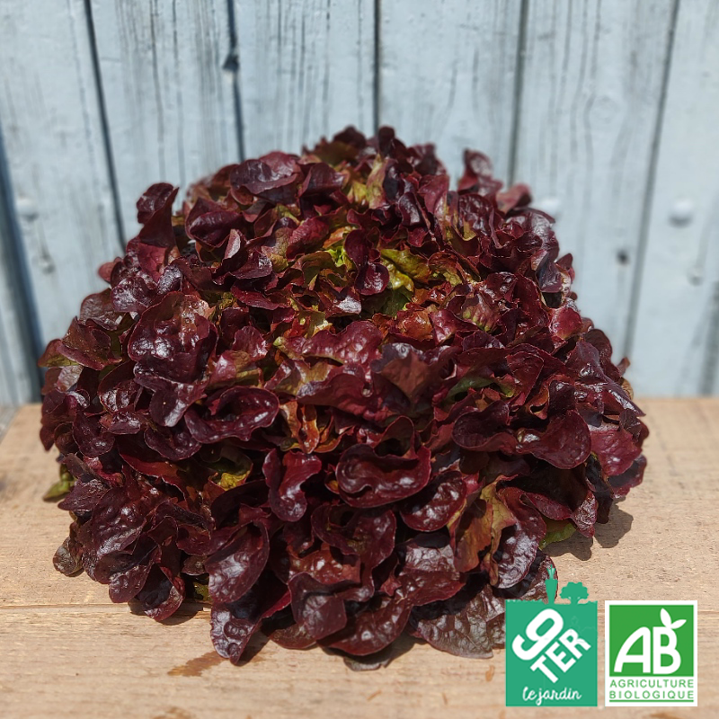 Salade Feuille de Chêne rouge