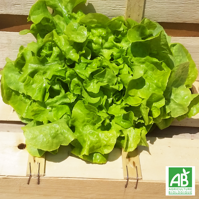 Salade feuille de chêne