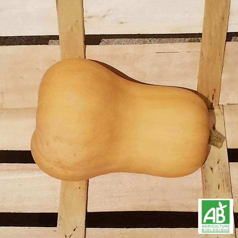 Courge Butternut (1,250Kg)
