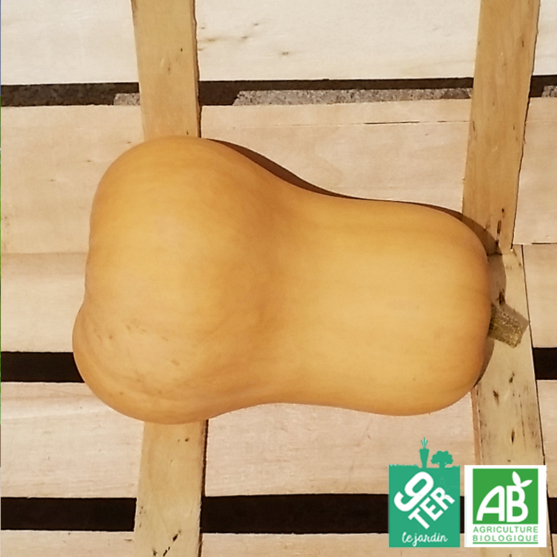 Courge Butternut (1,170kg)