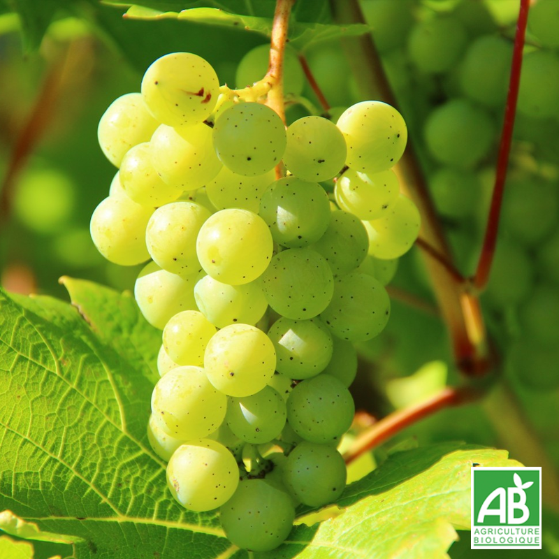 Raisin blanc (kg)