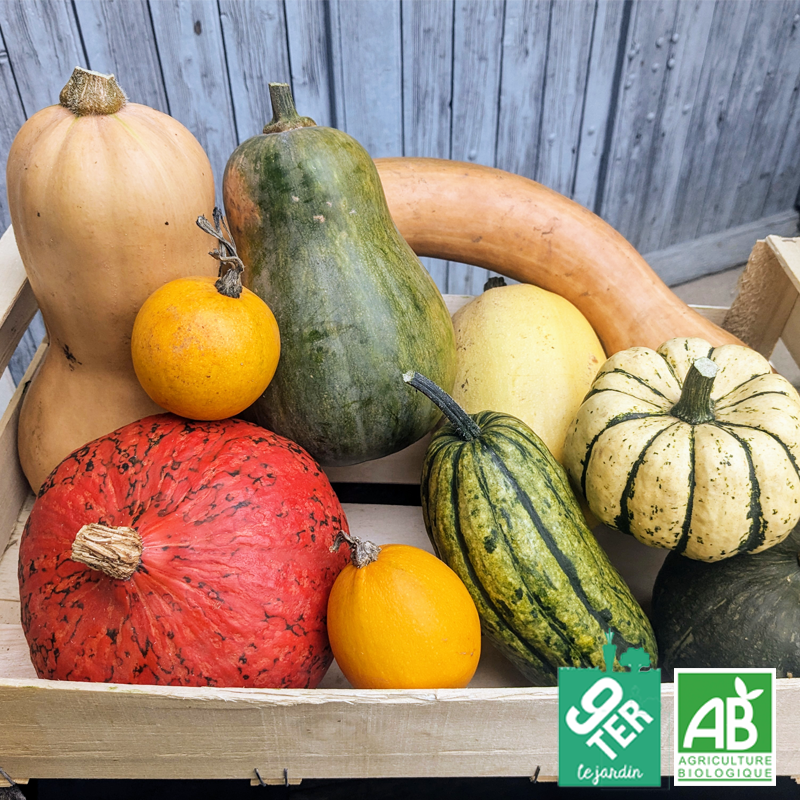 Panier de courges