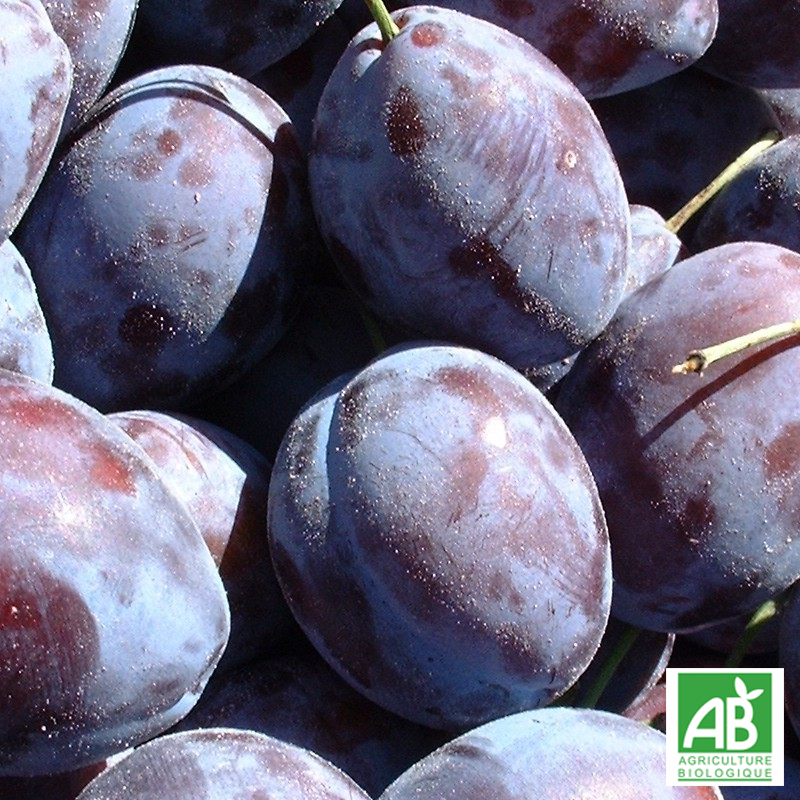 Prune Quetsche (500g)