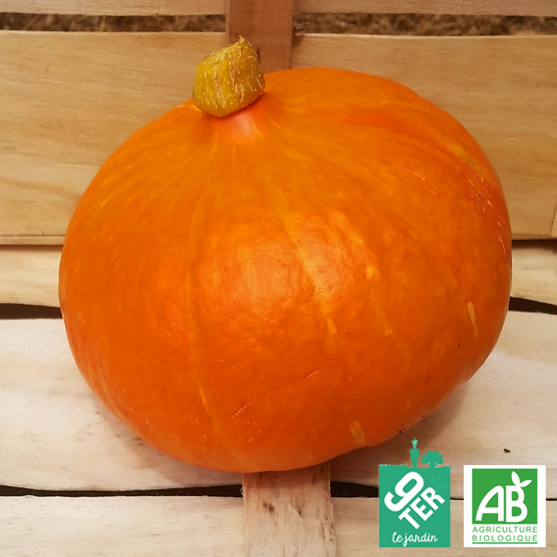 Potimarron (1,385kg) 