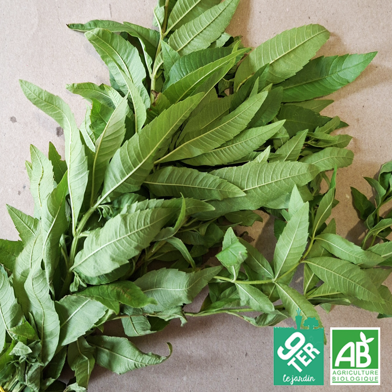 Verveine (botte)