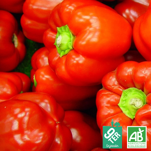 Poivron rouge (500g)