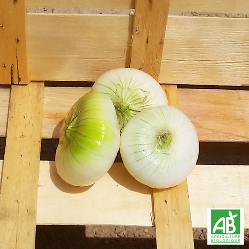 Oignon blanc frais (300g)