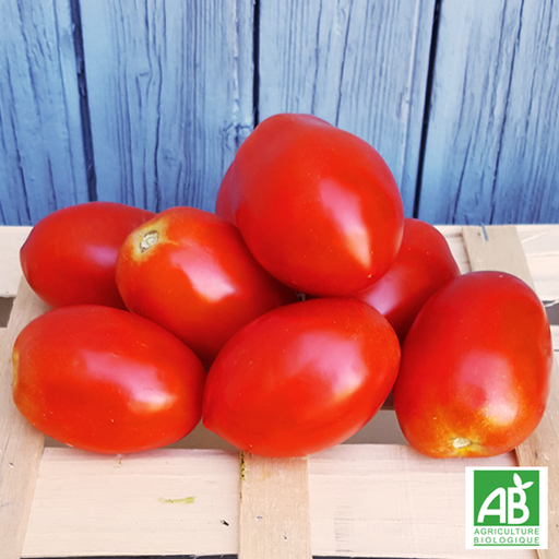 Tomate allongée (kg)