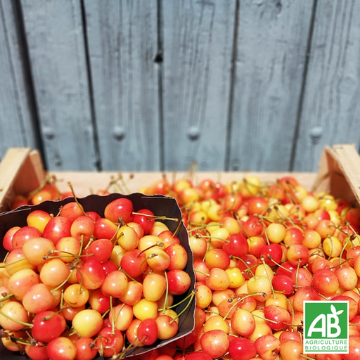 Cerise bigarreau (500g)