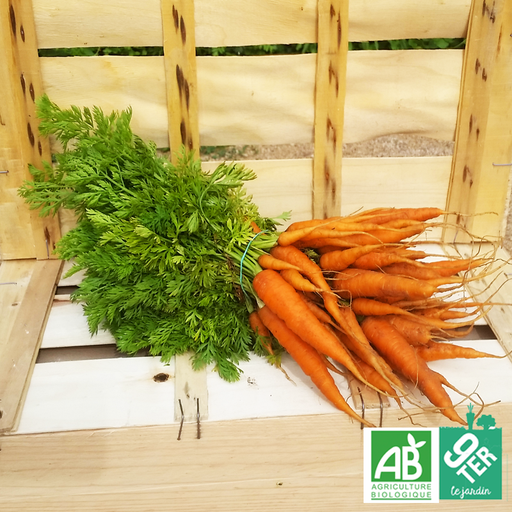 Carottes jardinière - en botte