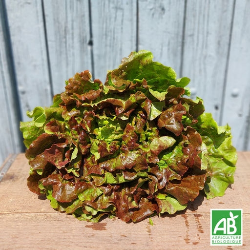 Salade Batavia rouge