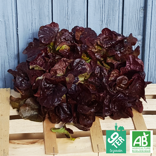 Salade Feuille de Chêne rouge