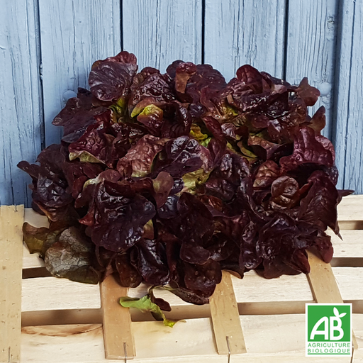Salade Feuille de Chêne rouge