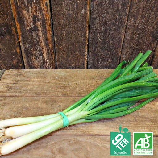 Oignon cébette (botte)